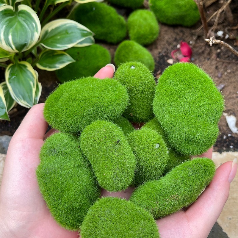 5/30 pièces de pierres de mous - Terrarium Moss Art avis et prix