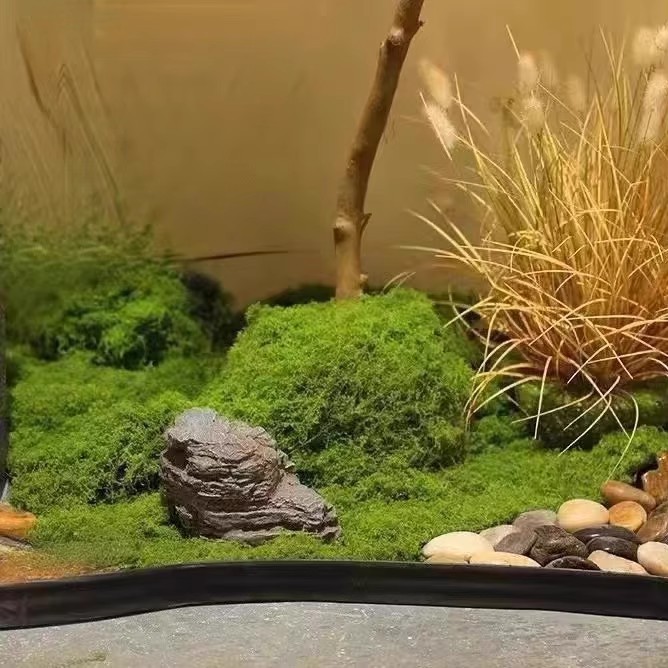 200g de mousse éternelle pour  - Terrarium Moss Art avis et prix