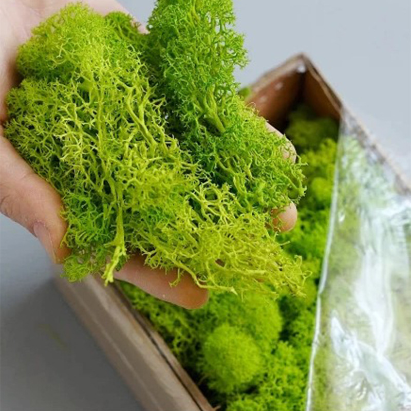 Mousse Éternelle 100/200/500g  - Terrarium Moss Art avis et prix