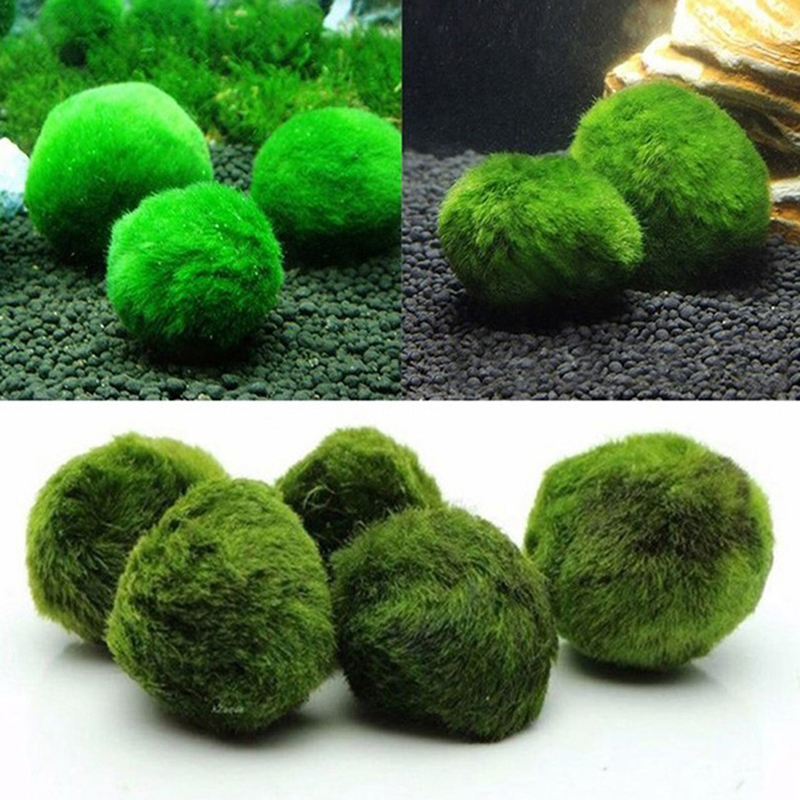 Boules de mousse Marimo, plant - Terrarium Moss Art avis et prix