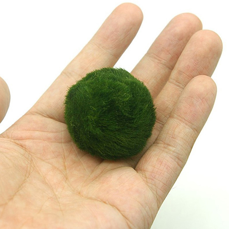 Boules de mousse Marimo, plant - Terrarium Moss Art avis et prix