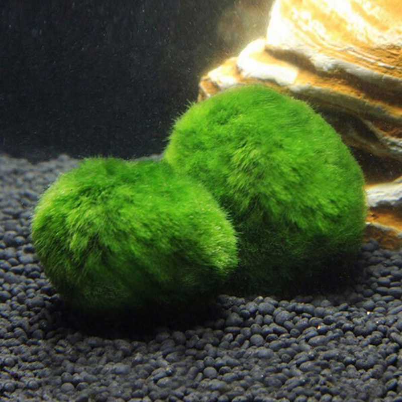 Boules de mousse Marimo, plant - Terrarium Moss Art avis et prix